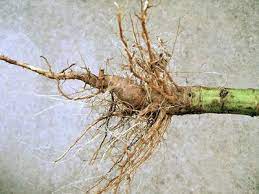 Batu ginjal adalah endapan keras yang terbentuk dari mineral dan garam yang terbentuk di dalam ginjal. Akar Bunga Matahari Pengobatan Informasi Umum 2021