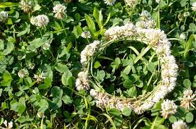 これで輪っかにできる！クローバーの花冠の作り方 / icoro