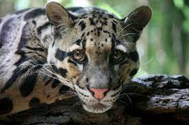 If you are looking for models/harimau dahan taiwan you've come to the right place. Clouded Leopard Wikipedia