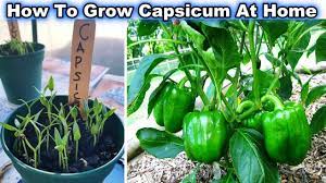 Fill a container with soil or dig a hole in the garden that is large enough to accommodate the new plant. Easiest Fastest Way To Grow Bell Pepper Capsicum à¤¶ à¤®à¤² à¤® à¤° à¤š From Fresh Seeds At Home Youtube