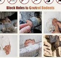 Amazon.com: 3rd Gen Copper Mesh Rodent Control Kit, 100 ...