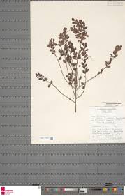 Image result for Indigofera laxiracemosa