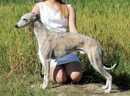 Christian eriksen modtog hjertemassage efter sit kollaps på banen. Kollaps Allevamento Greyhound E Whippet Il Mio Cane Portale Sui Cani