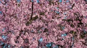 Spring flowering trees in oregon. Oregon Capitol S Famous Cherry Trees May Get The Ax Katu