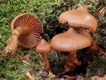 Cortinarius rubellus, generata con l'AI