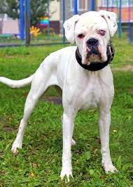 White Boxer Dog Get To Know The White Boxer With Pictures