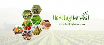 Find out how to harvest basil in this article from howstuffworks. Healthy Harvest Home Facebook