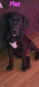 Camilia checking in. She is a 9-1/2 weeks old bully/pitty mix. She's so  sweet, playful, smart, and beautiful 😍. She loves playing with the big  dogs, and is around cats all the