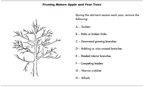 Fruit And Nut Review Apples And Pears Mississippi State