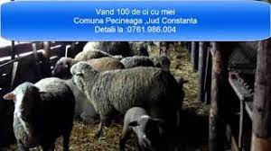 Imoradar24.ro îţi oferă o experienţă cât mai personalizată în procesul de căutare a proprietăţii potrivite. Vanzare Animale Youtube