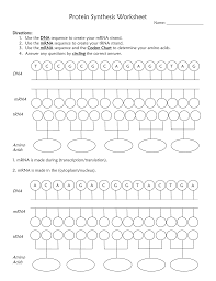 visual protein synthesis worksheet