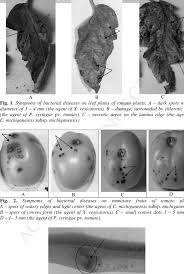 Maybe you would like to learn more about one of these? Symptoms Of Bacterial Cancer On Stem Vessels Of Tomato Plants Download Scientific Diagram