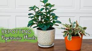 One part espoma organic potting mix, one part i ordered a watermelon peperomia plant and it was packaged perfectly and arrived healthy. Repotting Peperomias What You Need To Know The Mix They Like Best Joy Us Garden Youtube
