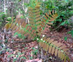 Image result for Rourea