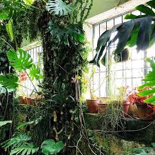 Green Adventures In Madrid Plants Indoor Plants Eco Friendly Bedding