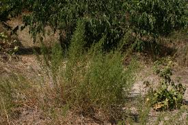 Image result for Malvaceae: Byttnerioideae, Helicteroideae