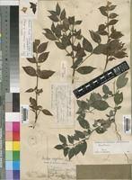 Image result for Mostuea batesii