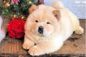 Payson Chow Chow Puppy For Sale Near Los Angeles California B2518e34 3ba1 Chow Puppies For Sale Chow Chow Puppy Puppy Chow Christmas