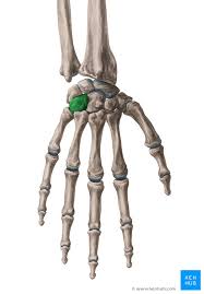 Image result for Hamate Bone