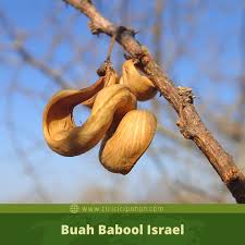 Maybe you would like to learn more about one of these? Ciri Ciri Pohon Babool Israel Vachellia Tortilis Di Alam Liar Ciriciripohon Com