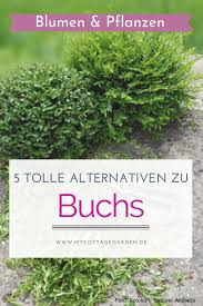 Statt Buchs 5 Wirklich Gute Alternativen In 2020 Gemuseanbau In Kubeln Garten Hecken Pflanzen