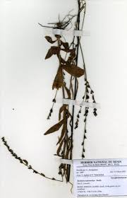 Image result for Buchnera leptostachya