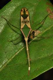 Leaf Footed Bug Coreidae Leaf Footed Bug Weird Insects Insects
