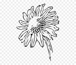 Draw your table line & paint the window sill. Black Outline Drawing Sketch Sun Flower White Sunflowers Clip Art Black And White Free Transparent Png Clipart Images Download
