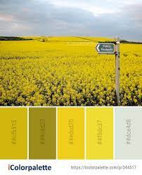 Color Palette Ideas From Rapeseed Yellow Canola Image Color Palette Color Palette