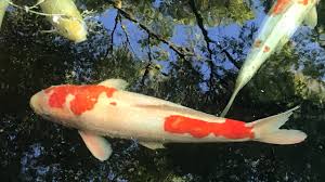 I have just found one of my large koi dead in my pond and another large one looks distressed. Miracle Revive The Dying Koi Youtube