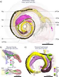 2D (flattened) visualisation of the Alviniconcha alimentary system...
