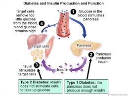 Image result for Insulin