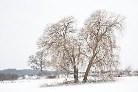 It is an artificial hybrid between s. File Salix Alba Tristis Im Winter Jpg Wikimedia Commons