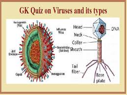 Gk Questions And Answers On Types Of Viruses Biology