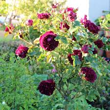 One of the best roses david austin has ever released. Rosa Ausbernard Syn Rosa Munstead Wood Rose Munstead Wood Shrub Uploaded By Patiorose