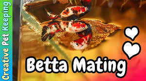 How To Breed Betta Fish Marble Koi Betta Mating Spawning Behavior Breeding Betta Fish Koi Betta Betta Fish