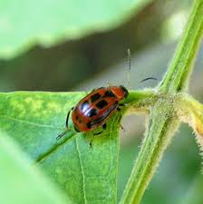 Green beans are one of the simplest garden vegetables to grow, producing a bountiful crop with very little care. How To Get Rid Of Bean Leaf Beetles Dengarden