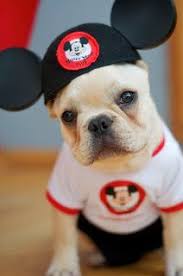 Mickey Mouse Dog D Kopek Sevimli Hayvan Yavrulari Hayvan Resimleri