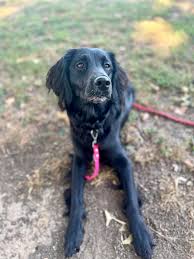 Happy first birthday to all of the puppies from Breanna Fussell's fall 2023  litter! 🖤🤍 We sure do love our Noelle.