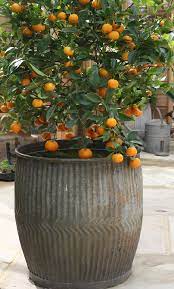 Best fruit trees for pots. 14 Best Fruits To Grow In Pots Fruit To Grow Potted Trees Container Gardening