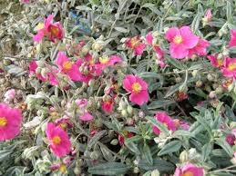 Check spelling or type a new query. Helianthemum X Cult Raspberry Ripples Sonnenroschen Haussermann Stauden Und Geholze