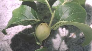 Image result for Coffea ligustroides