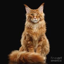 Not imported from outside of the usa or born in a place or country referred to) long haired cat of north america and have been shown my introduction to maine coons i adopted a rescue cat, a lovely red and white boy with a huge tail and a big personality to go with it. The Ginger Maine Coon Maine Coon Expert