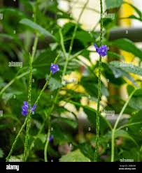 Image result for Stachytarpheta urticifolia
