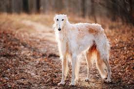 © 2019 the greyhound board of great britain. Windhund Windhundrassen Mit Eigenschaften Im Uberblick