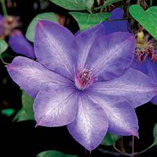 We did not find results for: Clematis Elsa Spath Clearview Horticultural Products