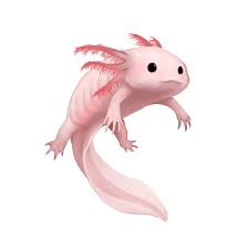 They are easy to care for and make enjoyable pets. Cartoon Kawaii Axolotl Drawing Novocom Top