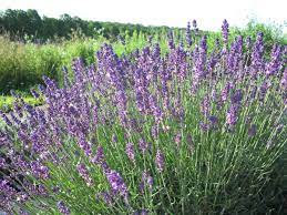 172 years of excellence · trusted since 1849 · exclusive varieties The Best French English Lavender Varieties To Grow In Zone 5 Dengarden