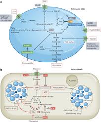 Image result for Chlamydia Trachomatis