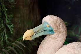 Why Exactly Did The Dodo Disappear My Animals
